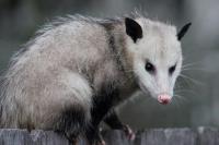 I Possum Removal Melbourne image 3