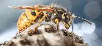 I Wasp Removal Melbourne image 4