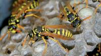 I Wasp Removal Melbourne image 5