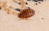 Bed Bug Control Hobart image 2