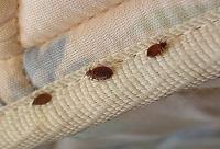 Bed Bug Control Hobart image 4