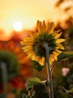 Sunflowers & Butterflies image 8