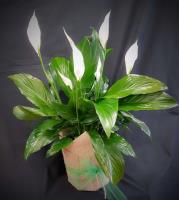 Adelaide Florist image 1