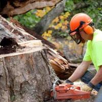 Tree Lopping Carindale image 1