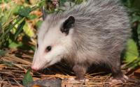 Goode Possum Removal Sydney image 2