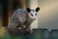 Morris Possum Removal Brisbane image 1