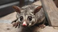 Morris Possum Removal Melbourne image 2