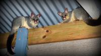 Morris Possum Removal Melbourne image 4