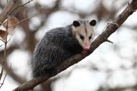 Morris Possum Removal Sydney image 1