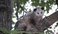 Morris Possum Removal Sydney image 3