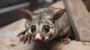 Morris Possum Removal Hobart logo