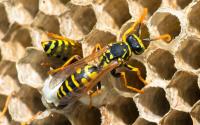 Frontline Wasp Removal Melbourne image 2