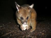 Morris Possum Removal Adelaide image 4