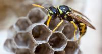 Frontline Wasp Removal Brisbane image 2