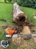 Advanced Tree Surgery Sunshine Coast image 1