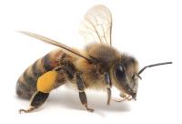 Morris Bee Removal Brisbane image 2