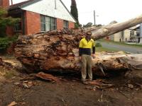 O'Briens Tree Services image 8