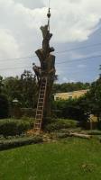 O'Briens Tree Services image 13