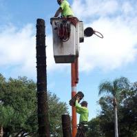 O'Briens Tree Services image 17