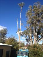 O'Briens Tree Services image 3