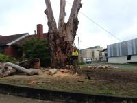 O'Briens Tree Services image 6