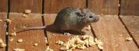 RIP Rodent Control Sydney image 2