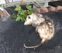 711 Possum Removal Adelaide image 2