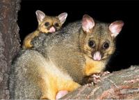 711 Possum Removal Adelaide image 3