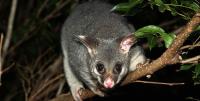 Possum Removal Hobart image 3