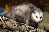 Humane Possum Removal Canberra image 3