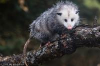 Humane Possum Removal Canberra image 1