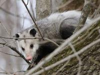 Humane Possum Removal Canberra image 2