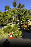 Stump Time - Tree Removals & Stump Removal image 4