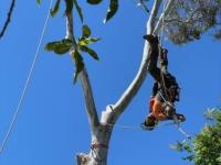 Bay City Tree Services image 2