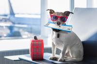 AeroPets Animal Transport | Pet Travel Sydney image 1