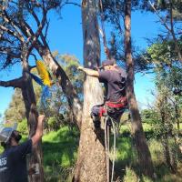 Uppercut Tree Services image 1