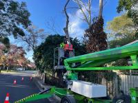 Uppercut Tree Services image 2