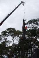 Aura Tree Services image 1