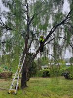 Colac Trees image 5