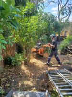 Plateau Trees | Tree Removal Sydney image 4