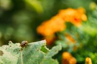 Green Pest Control Sydney image 16