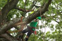 Eco Tree Removal Brisbane image 1