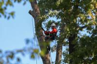 Eco Tree Removal Brisbane image 2