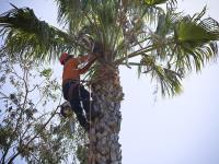 Eco Tree Removal Brisbane image 12