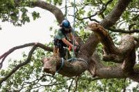 Eco Tree Removal Brisbane image 13