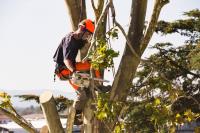 Eco Tree Removal Brisbane image 14