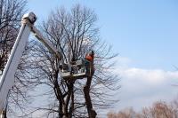 Eco Tree Removal Brisbane image 16