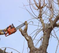 Eco Tree Removal Brisbane image 18