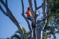 Chop It Tree Services image 4