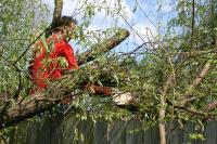 Townsville Stump Tree Surgeons image 2